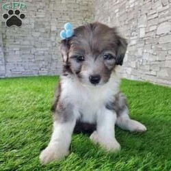 McCORD/Mini Aussiedoodle									Puppy/Male	/7 Weeks,LOOK AT ME!A healthy happy friendly fluffy little puppy. Family raised in the rolling hills of Holmes County where we play outside every day. Come meet me or I can be transported to your front door for a small additional fee. Text or call for more information. 