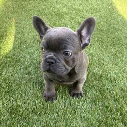 Ready now, stunning purebred French bulldogs /French Bulldog/Female/Younger Than Six Months,Stunning purebred French bulldogs available now 9weeks old Got a choice of 4 stunning frenchies to choose from.2girls - 1x blue colour 1x blue/white2boys - 1x blue colour 1x fawnAll 4 puppies have blue colour eyesAll puppy’s have been vaccinated/microchipped/vet health check. All puppy’s are super healthy have all paperwork. $2500 (ready now)Ayhan ******3525 REVEAL_DETAILS 