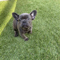 Ready now, stunning purebred French bulldogs /French Bulldog/Female/Younger Than Six Months,Stunning purebred French bulldogs available now 9weeks old Got a choice of 4 stunning frenchies to choose from.2girls - 1x blue colour 1x blue/white2boys - 1x blue colour 1x fawnAll 4 puppies have blue colour eyesAll puppy’s have been vaccinated/microchipped/vet health check. All puppy’s are super healthy have all paperwork. $2500 (ready now)Ayhan ******3525 REVEAL_DETAILS 