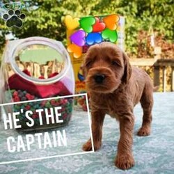 Captain Crunch/Double Doodle									Puppy/Male	/8 Weeks,This is our sweet soul fella,  with a timid heart and loving spirit.  He is slower to warm up but once he does he will shower you with kisses and cuddles. 