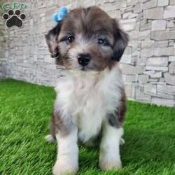 McCORD/Mini Aussiedoodle									Puppy/Male	/7 Weeks,LOOK AT ME!A healthy happy friendly fluffy little puppy. Family raised in the rolling hills of Holmes County where we play outside every day. Come meet me or I can be transported to your front door for a small additional fee. Text or call for more information. 