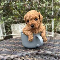 Gorgeous cavoodles need new home! /Cavoodle/Female/Younger Than Six Months,We have had a beautiful litter of toy cavoodlesmale & female - red, apricot & black availablethat need to find their forever homes as of next week. They are great around other dogs & children. Super affectionate & relaxed personalities.The cavoodle is a hybrid of a cavalier king charles spaniel and a poodle toyThe cavoodle is a lively and very affectionate companion. They enjoy being part of the family unit and love to participate in the activities of the day. Cavoodles have a very gentle nature and can make wonderful companions for children. They can adapt to living in a small home or apartment as long as they receive adequate daily exercise.Weight/Height Range5-12kg and 25- 38cm depending on the breed of the parents.Why buy a puppy with us? All our puppies at Sydneytoypoodles are extremely well looked after & LOVED all our puppies are- All our puppies are vaccinated with a full health vet check from an award winning vet- All our puppies are wormed & microchipped & come with registration forms & all other appropriate paperwork- Puppy care package- DNA profiled parents ensuring there is no hereditary health problems- Toilet trained- We provide you with 2 years on going support, if you ever need us we’re one phone call away!AAPDB- 17090Microchip no - 900012456347701Please keep in mind -If a Poodle puppy price sounds too good to be true, their welfare is likely to have been compromised at some point to make that possible!Also bear in mind that even though a puppy seems expensive, the upfront cost is just a tiny fraction of how much you’ll have to pay to keep them over their lifetime.For serious enquires or to organise for a FaceTime or meetup, please call or messageotherwise please free to visit our website to keep up to date with future litters