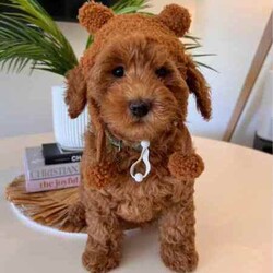 Cavoodle F2 puppies 2 Girls left DNA CLEAR READY TO GO NOW /Cavoodle/Female/Younger Than Six Months,We have a litter of 5 (1 Girl left) Beautiful F2 Cavoodle Puppies ready for their forever homes at 8 weeks old on the 8th of JulyDOB 13/5/24Our puppies are wormed from two weeks of age and will continue to be wormed every two weeks. Our puppies have had thier vaccinations and microchipping done and have passed their health check. You will receive a puppy passport book and we will also provide health certificates from our vet.Potty trainedDaily enrichment/socializationSleep routineCrate/puppy pen familiarPuppies will also come with a puppy pack which includes colar,lead,teddy with mum's scent and a bag of Blackhawk puppy dry puppy food as well as a Lyka whole food human grade nutrition starter pack of wet food option with a discount code for future ordersAlso an information booklet with all the basics to make caring for your puppy as easy as possible.Cavoodles are a great family dog and great for people who have allergies as they have a hypoallergenic coat. They also have a very loving nature they are social love to go for walks and are playful.Cavoodles are very intelligent and make for loyal companions.Cavoodles are great for family’s looking for a beautiful affectionate loving nature smaller dog with hypoallergenic non shedding coatsMum Willow is a F2b Cavoodle (8.1kg)DNA CLEARDad Romeo is F3 Cavoodle (5.8kg)DNA CLEARHIP & ELBOW SCOREDPERFECT TEETHDOUBLE FURNISHEDPhotos of parents aboveWe have 2 girls availableMiss Teal Willow