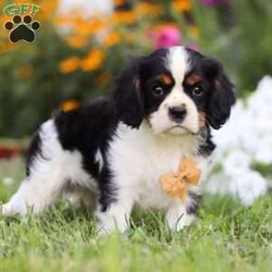 Asher/Cavalier King Charles Spaniel									Puppy/Male	/9 Weeks,Looking for a furry companion that melts your heart with every wag of their tail? Meet Asher. He is a AKC Cavalier who embodies charm, playfulness, and unconditional love. With his silky coat and expressive eyes, he’s just waiting for you to make him your cherished family member. Each puppy is raised with care, ensuring they’re well-socialized and ready to bring joy into your home. Whether you’re seeking a loyal lap dog or a lively playmate, our Cavalier puppies are perfect for families of all sizes.