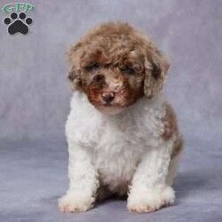 Heath/Miniature Poodle									Puppy/Male	/8 Weeks,AKC registered / Genetically tested Parents – Happy and healthy – Mini Poodle – Up to date on and deworming – Microchipped – 6 month health/1 year genetic guarantees(1yr/2yr if you remain on recommended food)- Full vet examination Call/text/email to schedule a time to come out and visit. We can ship to you, or can meet you at our airport. We can also meet in between if a reasonable distance.