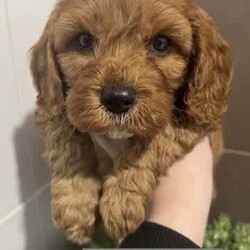 Cavoodle x Spoodle puppies/Cavoodle/Female/Younger Than Six Months,We have 5 STUNNING Cavoodle x Spoodle puppies looking for their forever homes.Mum is a cavoodle, dad a Spoodle - DNA TestedReady to go on the 31st JulyPlease message ******3699 REVEAL_DETAILS Negotiable on priceBoth breeds are very gentle, loving and affectionate pets.they love a walk, LOVE the beach but also enjoy being home and chilling with you. Great with kids!1 girl SOLD4 boysBeautiful hypoallergenic coats, they will comevet checkedhealth check certificatemicrochippedvaccinated and a generous puppy packMicrochipping details will be uploaded when olden enough to have them done.Toilet training has begun and so far great success..