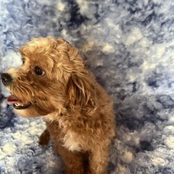 Tootsie/Cavapoo									Puppy/Female	/10 Weeks,Meet Tootsie, our adorable F1B Cavapoo with a heart as big as her sparkling eyes. Cavapoos are a delightful mix of Cavalier King Charles Spaniel and Poodle, bringing together the affectionate nature of the Cavalier with the intelligence and hypoallergenic coat of the Poodle. They’re known for being friendly, gentle, and great companions for families and individuals alike. With their playful personalities and adaptable nature, they often get along well with children and other pets.