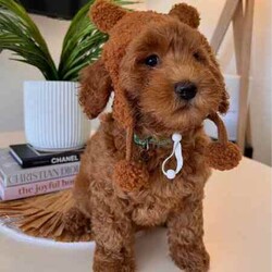 Cavoodle F2 puppies 2 Girls left DNA CLEAR READY TO GO NOW /Cavoodle/Female/Younger Than Six Months,We have a litter of 5 (1 Girl left) Beautiful F2 Cavoodle Puppies ready for their forever homes at 8 weeks old on the 8th of JulyDOB 13/5/24Our puppies are wormed from two weeks of age and will continue to be wormed every two weeks. Our puppies have had thier vaccinations and microchipping done and have passed their health check. You will receive a puppy passport book and we will also provide health certificates from our vet.Potty trainedDaily enrichment/socializationSleep routineCrate/puppy pen familiarPuppies will also come with a puppy pack which includes colar,lead,teddy with mum's scent and a bag of Blackhawk puppy dry puppy food as well as a Lyka whole food human grade nutrition starter pack of wet food option with a discount code for future ordersAlso an information booklet with all the basics to make caring for your puppy as easy as possible.Cavoodles are a great family dog and great for people who have allergies as they have a hypoallergenic coat. They also have a very loving nature they are social love to go for walks and are playful.Cavoodles are very intelligent and make for loyal companions.Cavoodles are great for family’s looking for a beautiful affectionate loving nature smaller dog with hypoallergenic non shedding coatsMum Willow is a F2b Cavoodle (8.1kg)DNA CLEARDad Romeo is F3 Cavoodle (5.8kg)DNA CLEARHIP & ELBOW SCOREDPERFECT TEETHDOUBLE FURNISHEDPhotos of parents aboveWe have 2 girls availableMiss Teal Willow