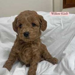 Toy Cavoodle puppies 5 available/Cavoodle/Female/Younger Than Six Months,