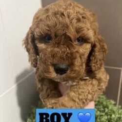 Cavoodle x Spoodle puppies/Cavoodle/Female/Younger Than Six Months,We have 5 STUNNING Cavoodle x Spoodle puppies looking for their forever homes.Mum is a cavoodle, dad a Spoodle - DNA TestedReady to go on the 31st JulyPlease message ******3699 REVEAL_DETAILS Negotiable on priceBoth breeds are very gentle, loving and affectionate pets.they love a walk, LOVE the beach but also enjoy being home and chilling with you. Great with kids!1 girl SOLD4 boysBeautiful hypoallergenic coats, they will comevet checkedhealth check certificatemicrochippedvaccinated and a generous puppy packMicrochipping details will be uploaded when olden enough to have them done.Toilet training has begun and so far great success..