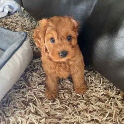 Gorgeous cavoodles need new home! /Cavoodle/Female/Younger Than Six Months,We have had a beautiful litter of toy cavoodlesmale & female - red, apricot & black availablethat need to find their forever homes as of next week. They are great around other dogs & children. Super affectionate & relaxed personalities.The cavoodle is a hybrid of a cavalier king charles spaniel and a poodle toyThe cavoodle is a lively and very affectionate companion. They enjoy being part of the family unit and love to participate in the activities of the day. Cavoodles have a very gentle nature and can make wonderful companions for children. They can adapt to living in a small home or apartment as long as they receive adequate daily exercise.Weight/Height Range5-12kg and 25- 38cm depending on the breed of the parents.Why buy a puppy with us? All our puppies at Sydneytoypoodles are extremely well looked after & LOVED all our puppies are- All our puppies are vaccinated with a full health vet check from an award winning vet- All our puppies are wormed & microchipped & come with registration forms & all other appropriate paperwork- Puppy care package- DNA profiled parents ensuring there is no hereditary health problems- Toilet trained- We provide you with 2 years on going support, if you ever need us we’re one phone call away!AAPDB- 17090Microchip no - 900012456347701Please keep in mind -If a Poodle puppy price sounds too good to be true, their welfare is likely to have been compromised at some point to make that possible!Also bear in mind that even though a puppy seems expensive, the upfront cost is just a tiny fraction of how much you’ll have to pay to keep them over their lifetime.For serious enquires or to organise for a FaceTime or meetup, please call or messageotherwise please free to visit our website to keep up to date with future litters
