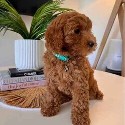 Cavoodle F2 puppies 2 Girls left DNA CLEAR READY TO GO NOW /Cavoodle/Female/Younger Than Six Months,We have a litter of 5 (1 Girl left) Beautiful F2 Cavoodle Puppies ready for their forever homes at 8 weeks old on the 8th of JulyDOB 13/5/24Our puppies are wormed from two weeks of age and will continue to be wormed every two weeks. Our puppies have had thier vaccinations and microchipping done and have passed their health check. You will receive a puppy passport book and we will also provide health certificates from our vet.Potty trainedDaily enrichment/socializationSleep routineCrate/puppy pen familiarPuppies will also come with a puppy pack which includes colar,lead,teddy with mum's scent and a bag of Blackhawk puppy dry puppy food as well as a Lyka whole food human grade nutrition starter pack of wet food option with a discount code for future ordersAlso an information booklet with all the basics to make caring for your puppy as easy as possible.Cavoodles are a great family dog and great for people who have allergies as they have a hypoallergenic coat. They also have a very loving nature they are social love to go for walks and are playful.Cavoodles are very intelligent and make for loyal companions.Cavoodles are great for family’s looking for a beautiful affectionate loving nature smaller dog with hypoallergenic non shedding coatsMum Willow is a F2b Cavoodle (8.1kg)DNA CLEARDad Romeo is F3 Cavoodle (5.8kg)DNA CLEARHIP & ELBOW SCOREDPERFECT TEETHDOUBLE FURNISHEDPhotos of parents aboveWe have 2 girls availableMiss Teal Willow