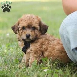 Nico/Miniature Poodle									Puppy/Male	/11 Weeks,Meet Nico the cutest Mini Poodle puppy who embodies the perfect blend of sweetness and spunk. With a fluffy, wavy coat he is an absolute joy to snuggle his round expressive eyes twinkle with curiosity and intelligence, revealing a playful spirit that’s ready for any adventure. He has been given the utmost care and attention since day one his perky ears stand at attention capturing every sound in his surroundings with keen interest. Poodles are highly intelligent dogs and are ranked among the most intelligent breeds. They are quick learners and excel in obedience training and various canine sports. Momma to this sweet baby is a Mini Poodle named Molly weighing 12lbs. She is the best momma to her little ones!! Dad is named Travis, he is a Mini Poodle weighing 10lbs. Each pup has been given the utmost care, including the first veterinary check, microchipped, are current on vaccinations and dewormer and come with our 30 day health guarantee. Whether you’re seeking a playful partner for outdoor activities or a cuddly companion for cozy evenings, this puppy is sure to bring warmth and joy to your home. If you would like to schedule a visit with our baby or have any more questions, please give me a call or text Thanks! Lori Barkman 