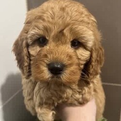 Cavoodle x Spoodle puppies/Cavoodle/Female/Younger Than Six Months,We have 5 STUNNING Cavoodle x Spoodle puppies looking for their forever homes.Mum is a cavoodle, dad a Spoodle - DNA TestedReady to go on the 31st JulyPlease message ******3699 REVEAL_DETAILS Negotiable on priceBoth breeds are very gentle, loving and affectionate pets.they love a walk, LOVE the beach but also enjoy being home and chilling with you. Great with kids!1 girl SOLD4 boysBeautiful hypoallergenic coats, they will comevet checkedhealth check certificatemicrochippedvaccinated and a generous puppy packMicrochipping details will be uploaded when olden enough to have them done.Toilet training has begun and so far great success..