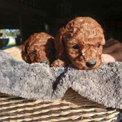 Toy Cavoodle Puppies Available/Cavoodle/Female/Younger Than Six Months,We are proud to announce our beautiful litter of Ruby Red & Apricot Toy Cavoodle Puppies