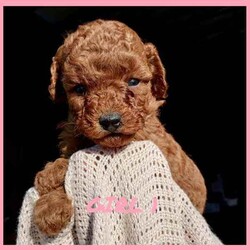 Toy Cavoodle Puppies Available/Cavoodle/Female/Younger Than Six Months,We are proud to announce our beautiful litter of Ruby Red & Apricot Toy Cavoodle Puppies