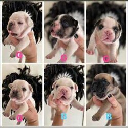 French Bulldog Puppy/French Bulldog/Male/Younger Than Six Months,Ready for new family 22.08.2024Raised with small, big children and other dogs.