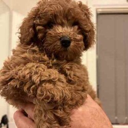 Cute red TOY POODLES. 2 BOYS. DNA cleared./Poodle (Toy)/Male/Younger Than Six Months,We have beautiful 4 red Toy Poodle puppies. All are microchipped and vaccinated. All puppies have been examined by a Veterinarian and are in excellent condition. We are looking for loving families for our prayers. My contact numbers are ******6260 and my email. tsk******@******com. Beaconsfield 3807 REVEAL_DETAILS 