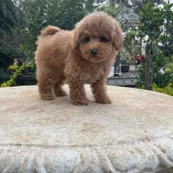 Beautiful toy poodles need new home/Poodle (Toy)/Male/Younger Than Six Months,Breeder Identification number: 17090 with AAPDBPoodles are a hypoallergenic dog they are lively & affectionate, they make wonderful companion dogs, they are extremely intelligent & eager to please dog, thus easy to train.Why buy a puppy with us? All our puppies at Sydneytoypoodles are extremely well looked after & LOVED all our puppies are- All our puppies are vaccinated with a full health vet check from an award winning vet- All our puppies are wormed & microchipped & come with registration forms & all other appropriate paperwork- Puppy care package- DNA profiled parents ensuring there is no hereditary health problems- Toilet trained- We provide you with 2 years on going support, if you ever need us we’re one phone call away!Please keep in mind -If a Poodle puppy price sounds too good to be true, their welfare is likely to have been compromised at some point to make that possible!Also bear in mind that even though a puppy seems expensive, the upfront cost is just a tiny fraction of how much you’ll have to pay to keep them over their lifetime.For serious enquires or to organise for a FaceTime or meetup, please call or messageOr visit our website to keep up to date with future litters.