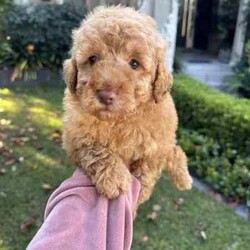 Beautiful toy poodles need new home/Poodle (Toy)/Male/Younger Than Six Months,Breeder Identification number: 17090 with AAPDBPoodles are a hypoallergenic dog they are lively & affectionate, they make wonderful companion dogs, they are extremely intelligent & eager to please dog, thus easy to train.Why buy a puppy with us? All our puppies at Sydneytoypoodles are extremely well looked after & LOVED all our puppies are- All our puppies are vaccinated with a full health vet check from an award winning vet- All our puppies are wormed & microchipped & come with registration forms & all other appropriate paperwork- Puppy care package- DNA profiled parents ensuring there is no hereditary health problems- Toilet trained- We provide you with 2 years on going support, if you ever need us we’re one phone call away!Please keep in mind -If a Poodle puppy price sounds too good to be true, their welfare is likely to have been compromised at some point to make that possible!Also bear in mind that even though a puppy seems expensive, the upfront cost is just a tiny fraction of how much you’ll have to pay to keep them over their lifetime.For serious enquires or to organise for a FaceTime or meetup, please call or messageOr visit our website to keep up to date with future litters.