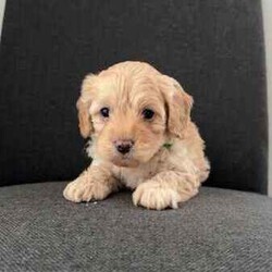 Toy cavoodle puppies DNA CLEAR/Cavoodle/Female/Younger Than Six Months,
