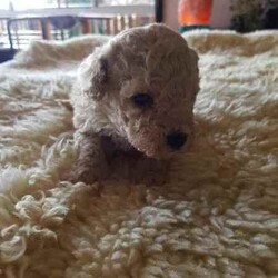 Toy Poodle/Poodle (Toy)/Female/Younger Than Six Months,Hey Guys,*We have these gorgeous pure bred Toy Poodles available and ready to go to their fur ever homes from Friday 30th August 2024, when they are 8 weeks of age. Below you will find their colors and next to that will be details about each puppy available.*Our Toy Poodles are very loyal, affectionate, intelligent and a low to non-shedding Breed. They are raised in our home and are socialized with our farming animals. They are also socialized with many other things and with adults of all needs and little humans such as our grandkids, so they know the sounds of little pitter patters, around our home.ABOUT THE PARENTS:Our Toy poodles have pure bred parents and both parents are DNA checked for medical diseases and cleared.-mum is a black with some parti white color toy poodle.-Dad is a light-colored apricot toy poodle.Both have amazing, friendly temperaments.WHAT COMES WITH OUR FURBABIES?-Puppy pamper kit which consists of. (comfort bed or pet carrier, Twin bowl, collar, Teething ring, Grooming mitt, harness and lead, Toothbrush)-Bag of treats-food recipe-Birth certificate-A professional breeder's information package-Socialization certificate & progress nots. (All our puppies are put through a socialization course and its recorded-on paper.)- Up to date vaccinations, Microchipping (TBA)-Up to date worming, flea, tick, and heart worm treatment (this is age based)-visit to our vet to ensure they leave us in perfect health.-Details about your puppies needs, including diet, exercise, worming and vaccinations.DELIVERY OR PICKUP:-We offer free delivery up to 2 hrs. from our home.-We can arrange delivery by road through dog movers at buyer's expense.-You are more than welcome to pick your puppy up from our home in Oberon, where you can meet the parents.-We can deliver to your home address though we do charge extra, and costing depends on where you live.*If you chose to purchase a puppy from us here at Exclusive Puppies, you would have the assurance you are buying a puppy from vet audited premises, not a puppy farm. Also, a breed that conforms with Breeder's code of practice.-Exclusive Puppies is a registered business (ABN can be produced when asked for)-Exclusive Puppies is a registered with NSW Pet Registry BIN: B000624151-Responsible Pet Breeder's Association: RPBA NO: 3327PUPPIES AVAILABLE AND THEIR COLORS BELOWBlack Ribbon: Male Apricot $1200 AVAILABLEBlue Ribbon: Male Light-Apricot $1200 AVAILABLENo Ribbon: Male Apricot/white $1200 AVAILABLENo Ribbon: Female Black with white under neck $1500 AVAILABLEIf you wish to purchase or want to know how to secure 1 of our puppies, then please do not hesitate to call Teena on ******2059 and make sure you quote the ribbon color of the puppy you are interested in, and I can tell you all about that puppy's personality. their nature and about the parents. REVEAL_DETAILS REVIEWSYou can read our reviews on our website or our Facebook page with past and present customers chatting away. Plus, view photos of past and presents litters or Individual puppies grown up. If you do purchase 1 of our puppies you can view them on our Facebook page weekly and watch them grow till, they leave our home.Thank you for viewing our add, we look forward to chatting with you.Kind regardsTeenaExclusive Puppies.