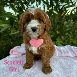 Adopt a dog:Sweet /Cavoodle/Both/Younger Than Six Months,We have 3 pretty girls and 1 handsome boy, looking for their forever homes, they have the most gorgeous coat and beautiful temperament. These sweethearts are READY NOW.These puppies are 1st Generation Cavoodle’s (Cavalier King Charles Spaniel x Mini Poodle). Puppies parents are both approximately 9kgs they are sweet natured family pets, DNA tested with Orivet.Our Puppies come✔️Vaccinated✔️Microchipped✔️Vet Checked✔️Wormed regularly✔️tick and flea treated with nexgard spectra6 weeks complimentary pet insurance and a blanket with mum scent to help settle i