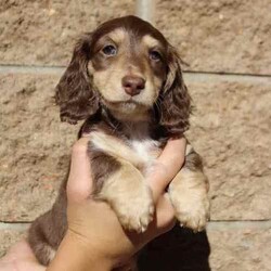 Adopt a dog:cream and cream/ dilute carrier dachshunds/Dachshund/Both/Younger Than Six Months,we have 4 gorgeous babies looking for the best homes .chocolate and cream girl ii Ee $3500 SOLDsilver/black and tan dapple girl Ii Ee $2200chocolate and cream boy ii Ee $2500black and tan girl Ii Ee Dd $2000brought up in our home with other dogs and children.will come with first vaccination, microchipped, wormed, vet/health checked.have been breeding 10 years and send our babies all over Australia for a great price.don't miss out !!!flight to Brisbane $180mdba 13838