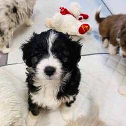 Aussiedoodles puppies/Australian Shepherd Dog/Male/Younger Than Six Months,Mini Aussiedoodle puppies, currently only one available at discount price, all others sold.We are a registered, we only breed once or twice a year for quality healthy sound dogs.Our parent dogs are extensively DNA tested by OrivetWe are registered with QPBA 0000 373558989and RPBA. 10357Our dogs are healthy happy sound and confident and can be used for therapy and assistance dogs. They are loyal loving intelligent family or companion dogs that love nothing more than to be with their humans.They will come first vaccinations, microchipped, wormed, and fully vet checked.Treated with monthly flea and tic medication.You will need a fully fenced yard for your dogs safety and regular grooming to ensure you’ll have a dog you’ll be proud to own.Aussiedoodles are low to non shedding and in my opinion thus mix is one of the best for sound intelligence and perfect companionWe can assist with flights interstate if requiredOur puppies will be ready to leave on 15th augustPlease no time wasters, check with the hubby or wife and landlords etc that you can free to commit to your new dog