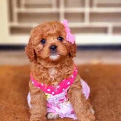 Adopt a dog:TOY CAVOODLE PUPPIE... READY FOR HER FOREVER HOMES /Cavoodle/Both/Younger Than Six Months,Hi, we have only ONE beautiful F1 toy cavoodle puppy left and READY TO GO to her new home . She is baby of our family pets Otto (red toy poodle) and Daisy( King Charles Cavalier). Both Otto and Daisy are DNA tested and clear of any heritage disease.These lovely, playful and affectionate pup was born on the 21st of May 2024 and is growing around a large family and getting lots of love from us.Your fur baby is ready to leave us and go to their forever homes.Your fur baby is microchipped, vaccinated and is also vet health checked ( Vet health certificate will be given)We will also give you a puppy pack when you are taking your fur baby home.You are welcome to meet our puppies and their parents without any obligation.$2100 each ONOFeel free to SMS me or contact via gum tree messenger.I won't respond to email requests