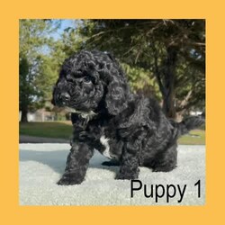 Pure-Bred Miniature Poodle Puppies - DNA clear - Sable and Black/Poodle (Miniature)/Male/Younger Than Six Months,We have 3 beautiful pure-bred boy miniature Poodle puppies available now.One black with a white chin and white stripe down his chest.Two sable in colour with white stripes down their chest. (one pup has a thicker white stripe than the other) - Sable puppies are born black and change colour as they age (up to 2years). The final colour of the pups will be the colour that is currently showing through the black now. They will keep their black ears and tail but the majority of their coat will range from light apricot through to a dusty grey colour – no two are the same.Their parents are miniature poodles. Mum is 33cm tall at the shoulder and weighs around 6.5kgs. Dad is 35cm and weighs about 8.5kgs. Both parents can be viewed in our home at any time.Both parents have been DNA tested and are clear for all of the known miniature poodle diseases.The pups have maintained a strict worming schedule, will have had their first vaccination and will be microchipped at 7 weeks old. They will also come with a written vet health assessment and a 1 year health guarantee per the Responsible Pet Breeders Association requirements.The puppies are raised inside our home and given constant love and attention. They are very friendly and enthusiastic with new people.Being Poodles, they will grow to be active dogs that love their exercise, chasing balls and going for walks. Poodles are known for their intelligence as they learn quickly and easily fit in with your family routine. They have a gentle nature that is suitable for all ages.One thing that sets pure-bred poodles apart is the fact that they are guaranteed to have non-shedding coats. Making them an excellent choice for allergy sufferers or for people who love to have their dog inside but hate the daily hair clean up that comes with it. Because of this, they need regular grooming. It is important their new home understands this and is prepared to keep them well groomed for their health and comfort.For a quick response please text or call Leah on ******** 243 as the gumtree notifications can take some hours to come through. REVEAL_DETAILS 