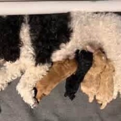 Poodle X Japanese spitz/Poodle (Toy)/Both/Younger Than Six Months,Gorgeous litter of Japoodle puppies up for sale!2 X Male & 2 FemalesDate of birth: 23/6/24Ready for forever home from the 8/9/24✔️Vet Check✔️Microchip✔️Wormed✔️Vaccinated✔️Parents DNA testedNon-shedding / hypoallergenic.Family friendly, great companion dog.Mother: Poodle X Japanese Spitz (party black/ white - 5kg)Father: Toy Poodle (red - 3.7kg)