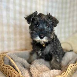 Adopt a dog:1 x Purebred Mini Schnauzer (Free Delivery to Sydney)/Schnauzer (Miniature)/Female/Younger Than Six Months,1 x beautiful FEMALE purebred Mini Schnauzer puppy available to a loving home. Available from the 3rd July and we can deliver them to Sydney on this date and again on the 15th August.Puppies come :- With first round of vaccinations & microchip- Vet check report- 6 weeks free pet insurance- Not desexed- Wormed every 2 weeksThe puppies have been raised indoors and outdoors, and around children and other puppies. Puppies will be low to non shedding and similar in size to a mini cavoodle/spoodle.The father is a purebred salt & pepper mini schnauzer who weighs 9kg, the mother an 9.5kg salt & pepper Mini Schnauzer. We own both parents and i can send photos of parents on request.Once our puppies leave, we:- Would love to see updates!- Offer a rehoming policy- Offer a 12 month health guarantee- Have a Facebook page you can stay in touch or see other puppies we have bred- Offer support and are free to talk at any time throughout your puppies lifeWe are located in Nyngan NSW, can get to Dubbo at any stage. Road transport is usually organised from Dubbo. There will be free transport to Sydney with one of our staff members, with a chosen meeting location and time. Happy to arrange other freight at buyers expenseFull members of AAPDB: 16947BIN: B000738270We have a website & Facebook page Country Canine Co. Please look on our Facebook group Country Canine Co. Families for photos of the previous litter as adults.