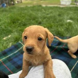 mini Cavoodle X mini Dachshund /Cavoodle/Male/Younger Than Six Months,mini Cavoodle X mini dachshund puppies ready to find their forever family’s 
