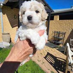 Adopt a dog:Stunning Schmoodle X Bichon Frise Puppies/Bichon Frise/Female/Younger Than Six Months,Shmoodle X Bichon FriseBorn 1/7/24 stunning markings in this litter of 5 girls and 2 boys.Mum is a Shmoodle (red markings on ears and body) and dad is a pure Bichon Frise (pure white).Hypoallergenic, non shedding puppies with red and fawn patches.Raised in a family home with dogs, cats and birds. Well socialised and handled, very playful and cuddly My best litter yet.Puppies have been wormed every 2 weeks, eating and drinking wellWill be microchipped, vet checked and have first vaccination when 8 weeks old. Currently 5 weeks old. Will come with a puppy pack (food, toys etc).Will only respond to text messages or phone calls. Thank you