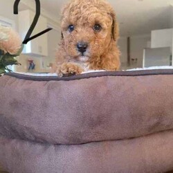 Toy Poodle Puppies for sale! /Cavoodle/Male/Younger Than Six Months,2 First Generation Toy Poodle Puppies for sale!1. Apricot colour - male - born on 01/06/2024.2. Ruby colour with white chest - male - born on 01/06/2024.Puppies are microchipped and have receive their first vaccine.Mum and dad are Toy Poodle.Licensed breeder no: 19207