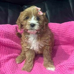 Cuddly Cavoodle Puppies- only 2 boys and 2 girls left /Cavoodle/Both/Younger Than Six Months,Cavoodles make a perfect companion. They are intelligent, affectionate, loyal and are hypoallergenic Your family isn’t complete until you have a Cavoodle.I have 3 boys and two girls left and will be ready for their new homes from next week the 7th of August . Mum and Dad have been DNA tested. Mum weighs 6.5 kg and dad weighs 8.5kg. Puppies will vary from 6kg-10kg when fullygrown. Puppies have been wormed from two weeks every two weeks and they have had their first vaccination , health check and microchipping. They eat high quality kibble , Royal Canin for puppies and will include a small bag to go home with your puppy. A small blanket with scent from mum and the litter will be provided to help transition puppy to their new home.If you are a potential doggy parent who will ensure the puppy needs are met to be healthy and happy, please text or ring on ******** 323 REVEAL_DETAILS 