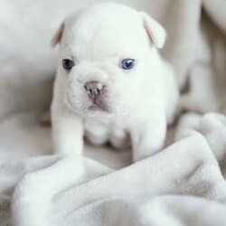 Adopt a dog:French Bulldogs - Blue Tan, Blue Cream, Blue Fawn/French Bulldog/Both/Younger Than Six Months,Purebred French BulldogsThe time has come to start looking for our babies forever home