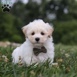 Maverick/Maltipoo									Puppy/Male	/7 Weeks,Maverick is the sweetest baby F1b Maltipoo around! With his expressive face and twinkling puppy dog eyes, he is used to getting his way:) This little sweetheart has us all wrapped around his little paw. A soft, silky coat and rambunctious personality are just a few of his winning qualities. Highly trainable, focused, and extremely adorable, the Maltipoo was built for family life. If you are looking for a dog that will keep up with the fast-paced and ever-changing schedule of a family with kids, this is the perfect match. We socialize our pups from the moment they are born so that they join new homes with a confident and adaptable demeanor!