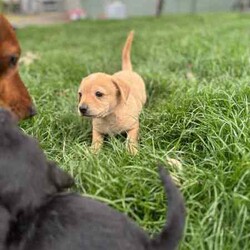 mini Cavoodle X mini Dachshund /Cavoodle/Male/Younger Than Six Months,mini Cavoodle X mini dachshund puppies ready to find their forever family’s 