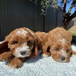 Adopt a dog:Cavoodle Puppies 1st Gen Cavalier King Charles Spaniel x Mini Poodle/Cavoodle/Both/Younger Than Six Months,We have red & white Cavoodle Puppies 1st generation, Mum is a purebred Blenheim Cavalier and Dad is a purebred red mini Poodle, both very nice natures, kind & gentle & well socialised. Both parents DNA tested.Puppies will be Vet checked, Vaccinated (first one), Microchipped & Wormed.Puppies will be ready for their new homes on 1st August when they will be 8 weeks old.Males $1500Enquires message, phone or text *******8912 or *******5160 REVEAL_DETAILS Interstate Enquires welcome.Visit our Facebook pagehttps://www.facebook.com/cavoodles.n.spoodles.qld?mibextid=LQQJ4dThe puppies are first generation/F1, out of Purebred parents. This is important because it optimises the health of the dog in terms of hybrid vigour. The first generation/F1 also increases the consistency of the litter & what can be expected of the nature & temperament of the puppies.In the first 8 weeks, the puppies are socialised with children, other adults, & other (fully vaccinated) dogs. Toilet training is commenced, enrichment activities are provided, & they are exposed to family life.Puppies will come with a puppy pack, including:2 kg bag of Advance puppy biscuitsScented toy & blanketHealth certificateDetailed instructions on caring for your puppyWe offer a 5 day health guarantee & cooling off period, & a 3 year genetic health guarantee.BIN0004394324715RPBA206
