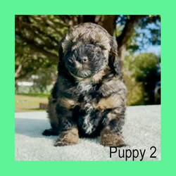 Pure-Bred Miniature Poodle Puppies - DNA clear - Sable and Black/Poodle (Miniature)/Male/Younger Than Six Months,We have 3 beautiful pure-bred boy miniature Poodle puppies available now.One black with a white chin and white stripe down his chest.Two sable in colour with white stripes down their chest. (one pup has a thicker white stripe than the other) - Sable puppies are born black and change colour as they age (up to 2years). The final colour of the pups will be the colour that is currently showing through the black now. They will keep their black ears and tail but the majority of their coat will range from light apricot through to a dusty grey colour – no two are the same.Their parents are miniature poodles. Mum is 33cm tall at the shoulder and weighs around 6.5kgs. Dad is 35cm and weighs about 8.5kgs. Both parents can be viewed in our home at any time.Both parents have been DNA tested and are clear for all of the known miniature poodle diseases.The pups have maintained a strict worming schedule, will have had their first vaccination and will be microchipped at 7 weeks old. They will also come with a written vet health assessment and a 1 year health guarantee per the Responsible Pet Breeders Association requirements.The puppies are raised inside our home and given constant love and attention. They are very friendly and enthusiastic with new people.Being Poodles, they will grow to be active dogs that love their exercise, chasing balls and going for walks. Poodles are known for their intelligence as they learn quickly and easily fit in with your family routine. They have a gentle nature that is suitable for all ages.One thing that sets pure-bred poodles apart is the fact that they are guaranteed to have non-shedding coats. Making them an excellent choice for allergy sufferers or for people who love to have their dog inside but hate the daily hair clean up that comes with it. Because of this, they need regular grooming. It is important their new home understands this and is prepared to keep them well groomed for their health and comfort.For a quick response please text or call Leah on ******** 243 as the gumtree notifications can take some hours to come through. REVEAL_DETAILS 
