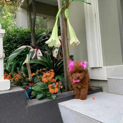 Adopt a dog:Beautiful toy poodles need new home/Poodle (Toy)/Male/Younger Than Six Months,Breeder Identification number: 17090 with AAPDBPoodles are a hypoallergenic dog they are lively & affectionate, they make wonderful companion dogs, they are extremely intelligent & eager to please dog, thus easy to train.Why buy a puppy with us? All our puppies at Sydneytoypoodles are extremely well looked after & LOVED all our puppies are- All our puppies are vaccinated with a full health vet check from an award winning vet- All our puppies are wormed & microchipped & come with registration forms & all other appropriate paperwork- Puppy care package- DNA profiled parents ensuring there is no hereditary health problems- Toilet trained- We provide you with 2 years on going support, if you ever need us we’re one phone call away!Please keep in mind -If a Poodle puppy price sounds too good to be true, their welfare is likely to have been compromised at some point to make that possible!Also bear in mind that even though a puppy seems expensive, the upfront cost is just a tiny fraction of how much you’ll have to pay to keep them over their lifetime.For serious enquires or to organise for a FaceTime or meetup, please call or messageOr visit our website to keep up to date with future litters.