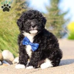 Koda/Mini Sheepadoodle									Puppy/Male	/8 Weeks,Meet Koda, an adorable F1B Mini Sheepadoodle who is ready to bring his loving spirit into your home. With his fluffy, soft coat and expressive eyes, this little guy is the perfect mix of playful energy and sweet affection. He’s the kind of puppy who loves to romp around with his favorite toys one minute and snuggle up for a cozy nap the next. Koda’s wonderful traits come from his equally wonderful parents. His mom, Willow, is a 17-pound Mini Sheepadoodle who is known for her gentle nature and loving personality. His dad, Wolf, is a 17-pound Mini Poodle with a lively spirit and sharp intelligence. Together, they’ve passed down their best qualities to this little one, making him a delightful and well-balanced puppy. Koda is also well-prepared for his new home. He comes with a 30-day health guarantee, is up to date on vaccines and dewormer, and has already had his first vet exam, ensuring he’s healthy and ready for his forever family. If you’re looking for a loving, playful companion who will fill your life with happiness, Koda is the perfect choice. Don’t miss the opportunity to welcome this sweet little Sheepadoodle into your family! You can call or text anytime with any questions or to schedule a visit. -Tony and Marilyn 