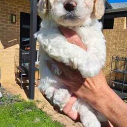 Adopt a dog:Stunning Schmoodle X Bichon Frise Puppies/Bichon Frise/Female/Younger Than Six Months,Shmoodle X Bichon FriseBorn 1/7/24 stunning markings in this litter of 5 girls and 2 boys.Mum is a Shmoodle (red markings on ears and body) and dad is a pure Bichon Frise (pure white).Hypoallergenic, non shedding puppies with red and fawn patches.Raised in a family home with dogs, cats and birds. Well socialised and handled, very playful and cuddly My best litter yet.Puppies have been wormed every 2 weeks, eating and drinking wellWill be microchipped, vet checked and have first vaccination when 8 weeks old. Currently 5 weeks old. Will come with a puppy pack (food, toys etc).Will only respond to text messages or phone calls. Thank you