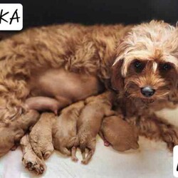 Adopt a dog:6 Beautiful F1B Toy Cavoodle Puppies (4 Males and 1 Female) DNA Clear!//Both/Younger Than Six Months,We have 6 beautiful F1B Cavoodle Puppies From our family dogs, They will be ready on 27th August 2024 (8 weeks old) for their forever homes.They will come Vaccinated, wormed every 2 weeks of age, microchipped, a VET checked, a puppy pack, and 4 Weeks Trupanion Puppy Insurance, and Puppy Birth Certificate.They will be 75% Potty Trained as 25% is depending on how you continue the training. All of Our Puppies are Clear from all of Genetic Diseases.Dad is Apricot Toy Poodle 5kg, and Mum is F1 Cavoodle 6.5 kgThe Parents are loving, loyal with a great temperament and raised in our family home and brought up with children.The parents and puppies are ready to be viewed for a visit or through whatsapp video call.Males (Blue, Green, Orange, Yellow and Red (SOLD) Collar)Females (Pink Collar)We are located near North Richmond, NSWDOB: 02/07/2024We will update of our puppies on Instagram.www.instagram.com/absolutestar_puppies/Fur and Family First Breeder#DS278554