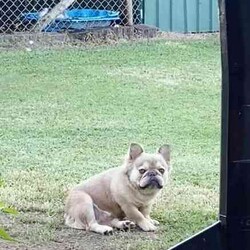 Adopt a dog:French Bulldogs - Blue Tan, Blue Cream, Blue Fawn/French Bulldog/Both/Younger Than Six Months,Purebred French BulldogsThe time has come to start looking for our babies forever home
