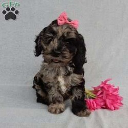 Molly/Cockapoo									Puppy/Female	/8 Weeks,Prepare to fall in love!!!  My name is Molly and I’m the sweetest little F1 cockapoo and I would love to come home with you!!!! One look into my warm, loving eyes and at my silky soft coat and I’ll be sure to have captured your heart already! I’m very happy, playful and very kid friendly and I would love to fill your home with all my puppy love!! I am full of personality, and ready for adventures! I stand out way above the rest with my beautifully marked blue merle coat !!… I have been vet checked head to tail, microchipped and I am up to date on all vaccinations and dewormings . I come with a 1-year guarantee with the option of extending it to a 3-year guarantee and shipping is available! My mother is our sweet Charlotte, a 24# black phantom cocker spaniel with a heart of gold and my father is our beautiful Nimbo, a 13# chocolate merle mini poodle and he has been  genetically tested clear!  I will grow to approx. 17-20# and I will be hypoallergenic and nonshedding! !!… Why wait when you know I’m the one for you? Call or text Martha to make me the newest addition to your family and get ready to spend a lifetime of tail wagging fun with me! (7% sales tax on in home pickups) 