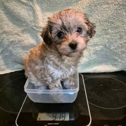 Adopt a dog:Moodle Girls/Poodle (Toy)/Female/Younger Than Six Months,I'm a Moodle Girl born 9th June2024will you take me home with you? I'm a mini size and will be in between 3.5 to 5.5 kg when I'm grown up. I am ready for my forever home! call 0418 73 11 42 I will love and kiss you and stay by your side , I'm smart, funny, loyal and cuddly. If you look into my eyes, I will steal your heart. I will be your companion and watch over you. I be ready to join you by the 5th of August.so if you are interested; call. *******1142 REVEAL_DETAILS Yes I am a Moodle! Both my parents are Moodles also my grandparents. I am Immunised , health checked , regularly wormed and micro chipped. It is documented on my Pet-passport.My breed is designed by a Poodle and Maltese. I don't shed Hair! Dirt only sticks to me if am wet and it falls of me when I'm dry..I be ready to join you by the 5th of August. so if you are interested; call. *******1142 REVEAL_DETAILS 
