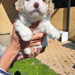 Adopt a dog:Stunning Schmoodle X Bichon Frise Puppies/Bichon Frise/Female/Younger Than Six Months,Shmoodle X Bichon FriseBorn 1/7/24 stunning markings in this litter of 5 girls and 2 boys.Mum is a Shmoodle (red markings on ears and body) and dad is a pure Bichon Frise (pure white).Hypoallergenic, non shedding puppies with red and fawn patches.Raised in a family home with dogs, cats and birds. Well socialised and handled, very playful and cuddly My best litter yet.Puppies have been wormed every 2 weeks, eating and drinking wellWill be microchipped, vet checked and have first vaccination when 8 weeks old. Currently 5 weeks old. Will come with a puppy pack (food, toys etc).Will only respond to text messages or phone calls. Thank you